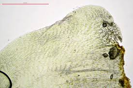 Attēlu rezultāti vaicājumam “Rhytidiadelphus subpinnatus”