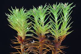 Attēlu rezultāti vaicājumam “Pogonatum nanum”