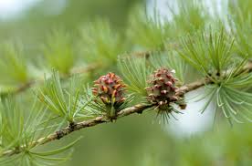Attēlu rezultāti vaicājumam “Larix kaempferi leaf”
