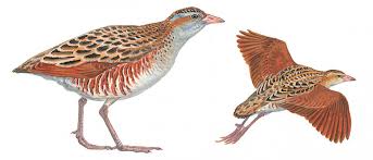 Attēlu rezultāti vaicājumam “Crex crex”