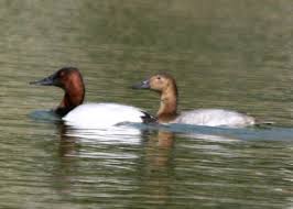 Image result for Aythya valisineria