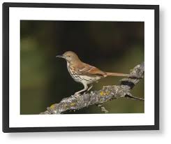 Image result for Toxostoma rufum