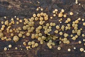 Attēlu rezultāti vaicājumam “Hypocrea gelatinosa”