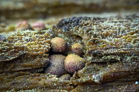 Attēlu rezultāti vaicājumam “Dianema nivale macro”