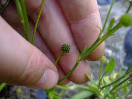 Attēlu rezultāti vaicājumam “Ranunculus flammula leaf”