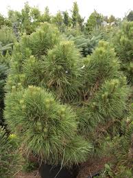 Attēlu rezultāti vaicājumam “Pinus nigra”