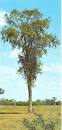 <b>Aspidosperma</b> quebracho-blanco