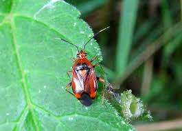 Attēlu rezultāti vaicājumam “Deraeocoris ruber”