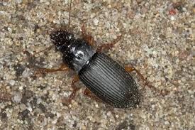 Attēlu rezultāti vaicājumam “Pseudoophonus rufipes”