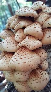 Attēlu rezultāti vaicājumam “Pholiota squarrosoides”