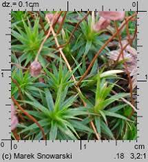 Attēlu rezultāti vaicājumam “Polytrichastrum longisetum”