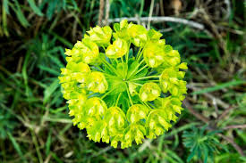 Attēlu rezultāti vaicājumam “Euphorbia palustris”