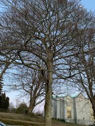 Attēlu rezultāti vaicājumam “Fagus sylvatica fo. laciniata”