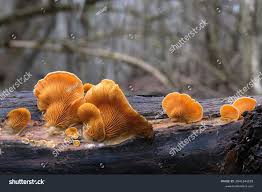 Attēlu rezultāti vaicājumam “Phyllotopsis nidulans”