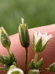 Attēlu rezultāti vaicājumam “Cerastium holosteoides fruit”