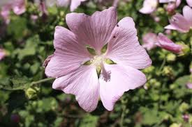 Image result for Lavatera thuringiaca