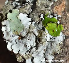 Attēlu rezultāti vaicājumam “Parmelina tiliacea”