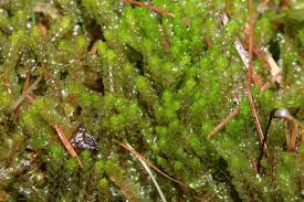 Attēlu rezultāti vaicājumam “Lophozia”