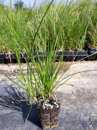 Attēlu rezultāti vaicājumam “Carex paupercula”