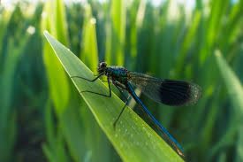 Attēlu rezultāti vaicājumam “Lycogala convexum macro”