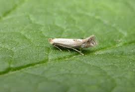 Attēlu rezultāti vaicājumam “Bucculatrix rhamniella”