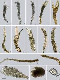 Attēlu rezultāti vaicājumam “Pohlia elongata”