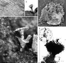 Attēlu rezultāti vaicājumam “Didymium sp.”