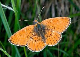 Attēlu rezultāti vaicājumam “Melitaea phoebe underside”