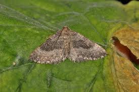 Attēlu rezultāti vaicājumam “Larentia clavaria”