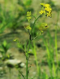 Attēlu rezultāti vaicājumam “Sisymbrium altissimum”