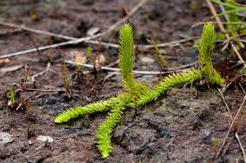 Attēlu rezultāti vaicājumam “Lycopodiella inundata”