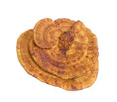 Attēlu rezultāti vaicājumam “Daedaleopsis confragosa”