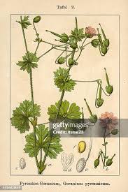 Attēlu rezultāti vaicājumam “Geranium pyrenaicum leaf”