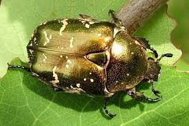 Attēlu rezultāti vaicājumam “Potosia cuprea imago”