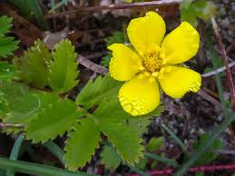Image result for Potentilla anserina