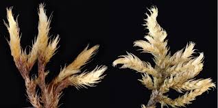 Attēlu rezultāti vaicājumam “Brachythecium salebrosum sporophyte”