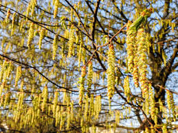 Attēlu rezultāti vaicājumam “Carpinus betulus male flower”