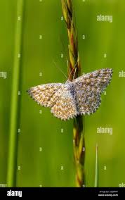 Attēlu rezultāti vaicājumam “Scopula immorata”