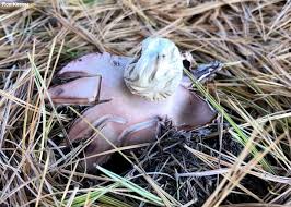Attēlu rezultāti vaicājumam “Geastrum rufescens”