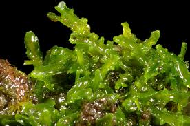 Attēlu rezultāti vaicājumam “Riccardia incurvata”