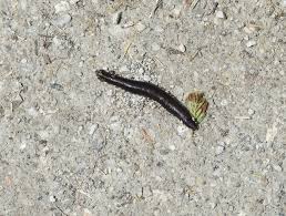 Attēlu rezultāti vaicājumam “Haemopis sanguisuga”