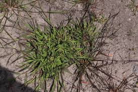 Attēlu rezultāti vaicājumam “Digitaria ischaemum”