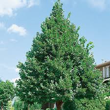 Attēlu rezultāti vaicājumam “Tilia americana”