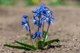 Attēlu rezultāti vaicājumam “Scilla siberica bud”