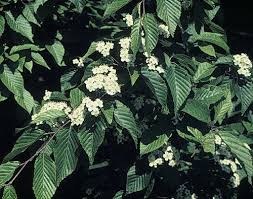 Attēlu rezultāti vaicājumam “Sorbus alnifolia”