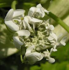 Attēlu rezultāti vaicājumam “Heracleum sosnowskyi leaf”
