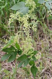 Attēlu rezultāti vaicājumam “Humulus lupulus leaf”