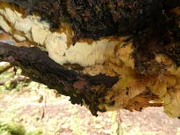 Attēlu rezultāti vaicājumam “Sarcodontia crocea”