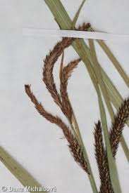 Attēlu rezultāti vaicājumam “Carex acuta leaf”