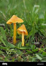 Attēlu rezultāti vaicājumam “Hygrocybe acutoconica”